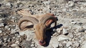 Barbary Sheep