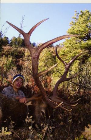 New Mexico Elk Hunts Outfitter