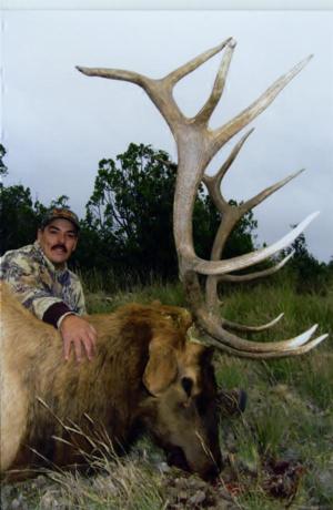 New Mexico Elk Hunts Outfitter