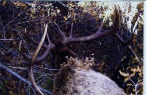 New Mexico Elk Hunts