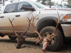 New Mexico Elk Hunts