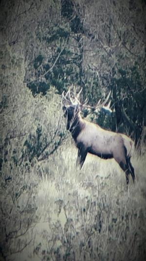 New Mexico Elk Hunts