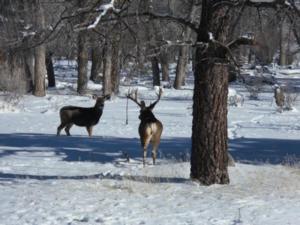 New Mexico Trophy Mule Deer Hunts