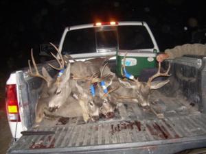 New Mexico Trophy Mule Deer Hunts