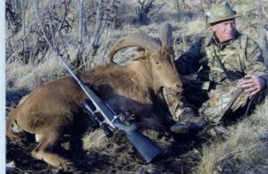 New Mexico Barbary Sheep